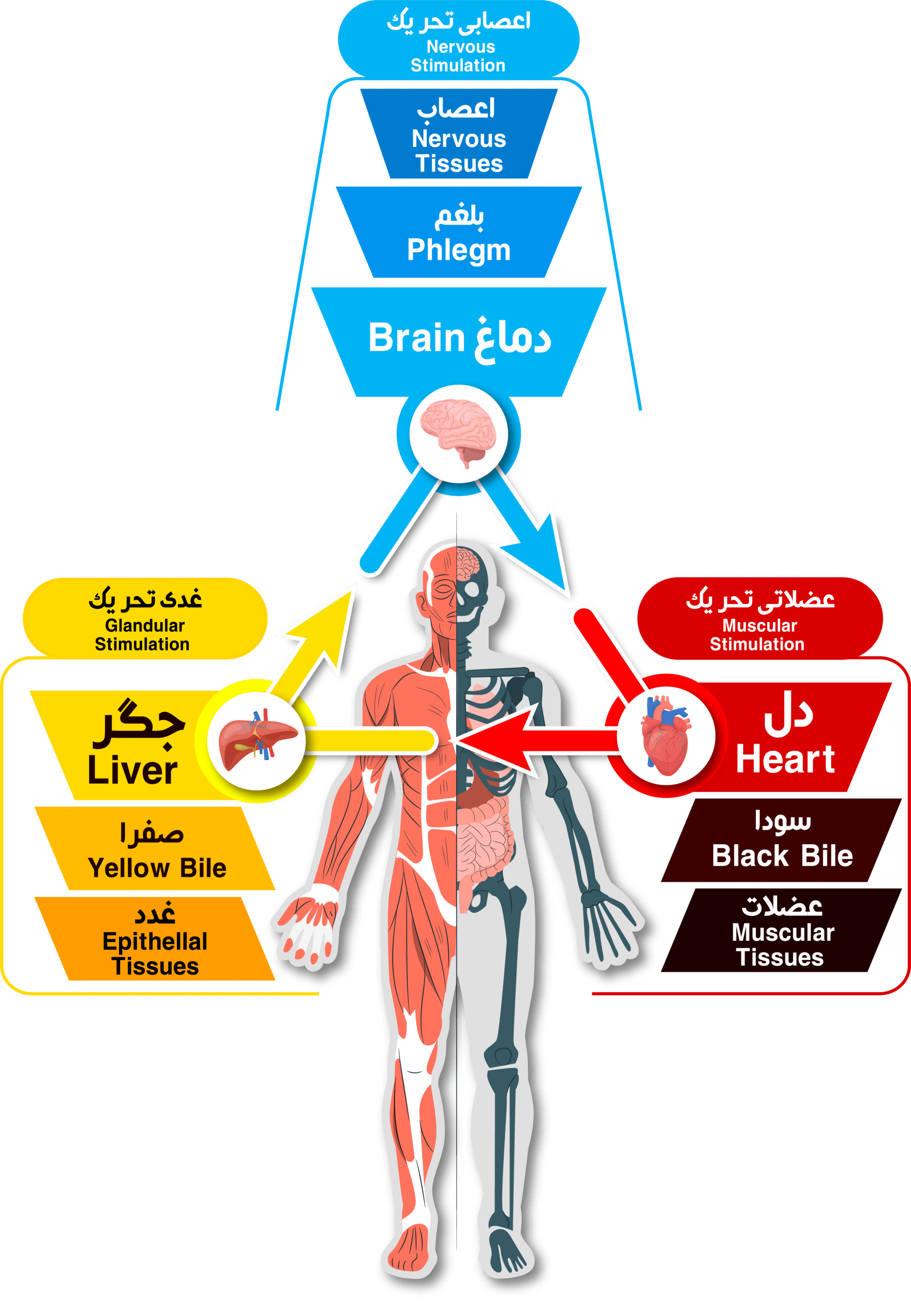 sot & body explain diagram